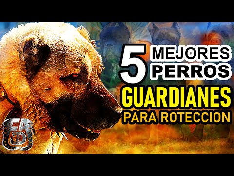 Video: Cinco mejores razas de perros de guardia familiar