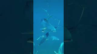 Hundreds of Schoolie Mahi Mahi