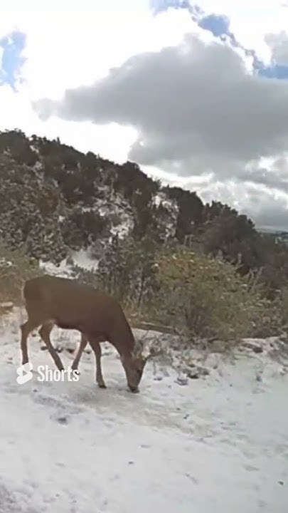 Oasis ringers. mule deer and mountain lions - YouTube