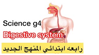 The Digestive System grade 4 |الجهاز الهضمي الصف الرابع الابتدائي