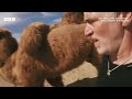 Gordon Loses the Camels | My Epic Camel Adventure with Gordon Buchanan