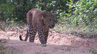 Wilpattu National Park In sri lanka.Big male leopard