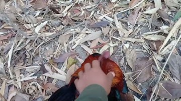 2 (2)tag ki no mu dib qaib tuaj zoo kawg nawb 2025