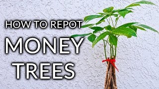 The money tree, or pachira aquatica, is a popular & novel houseplants.
it's proclaimed to bring good luck prosperity into our homes. here's
how repot ...