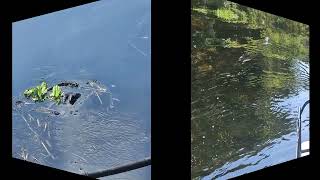 Wild Bills Airboat Final