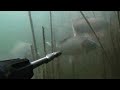 подводная охота на сазана в камыше. много сазана. Маныч, веселовское водохранилище, 28 августа 2021