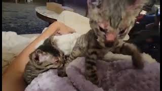 Two Kittens Mercilessly Burned In House Fire Are Thankful To Be Alive, But They're... [Story Below] by CUDDLY 38 views 4 days ago 15 seconds