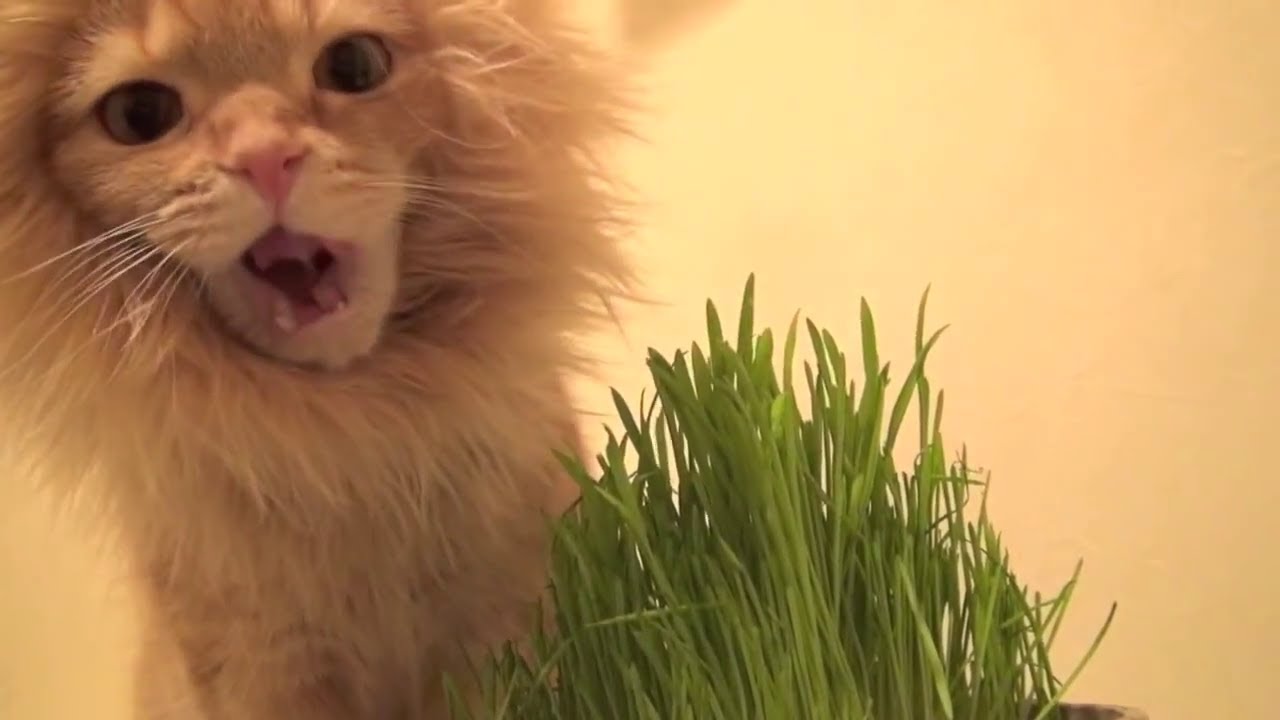 A Do Rable Funny Un Chaton Porte Une Fausse Criniere De Lion Et Se Croit En Plein Safari Youtube