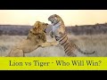 Lion VS Tiger - Who Will Win Fight? |  शेर और बाघ की लड़ाई में कौन जीतेगा?