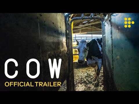 COW | Official Trailer | Now showing on MUBI