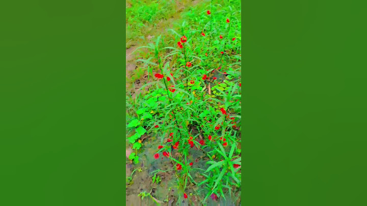 Beautiful flower's(Full Video)  Recordshttps://www.youtube.com/100k  view's best flower's