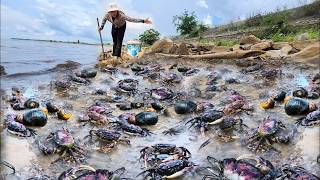 Lake Crabs Catching - I scan &amp; found many crabs hole in rainy day #fishing #crab