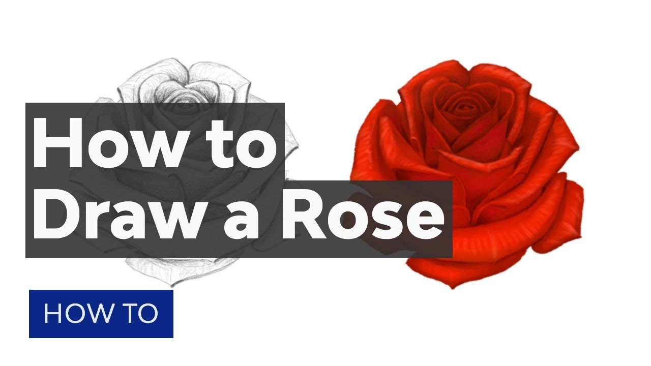 Drawings of roses: How to draw a rose - Step by step tutorial (3 ways)