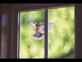 Птица в окно - Евгений Росс