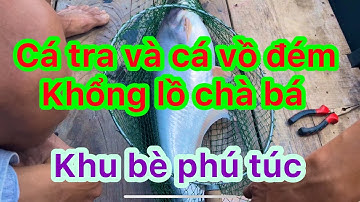 @danhphan5360 bắt được cá tra và cá vồ đém khổng lồ