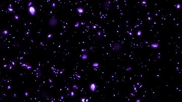 Hiệu ứng cánh hoa rơi tím