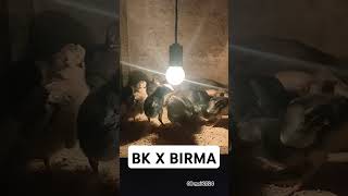 BANGKOK X BIRMA #AYAM #ternakayam #burung