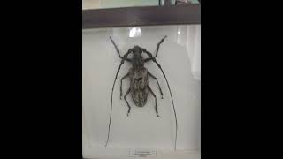 Выставка насекомых и паукообразных ❤