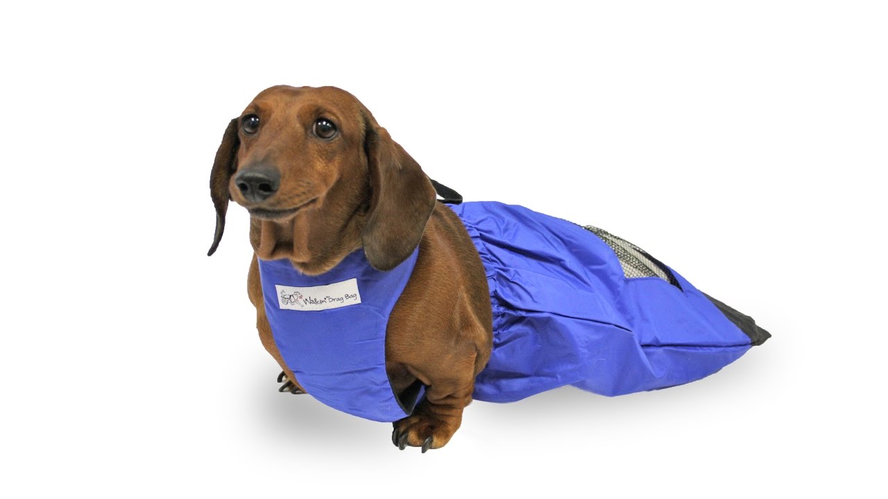 paralyzed dog drag bag