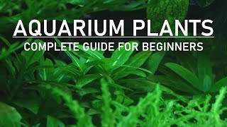 Aquarium Plants - Beginner Guide