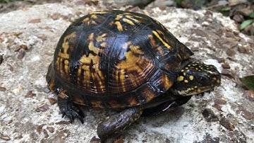 Catching the Eastern Box Turtle