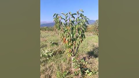 How to Prune Cherry Trees Simple Two Steps (read description)