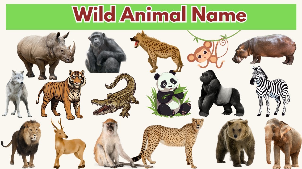 20 Wild Animals Name in Hindi and English | 20 जंगली जानवरों के नाम ...