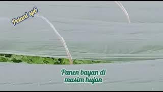TRANSMIGRASI AREA TIMIKA SUKSES TANAM BAYAM DI MUSIM HUJAN