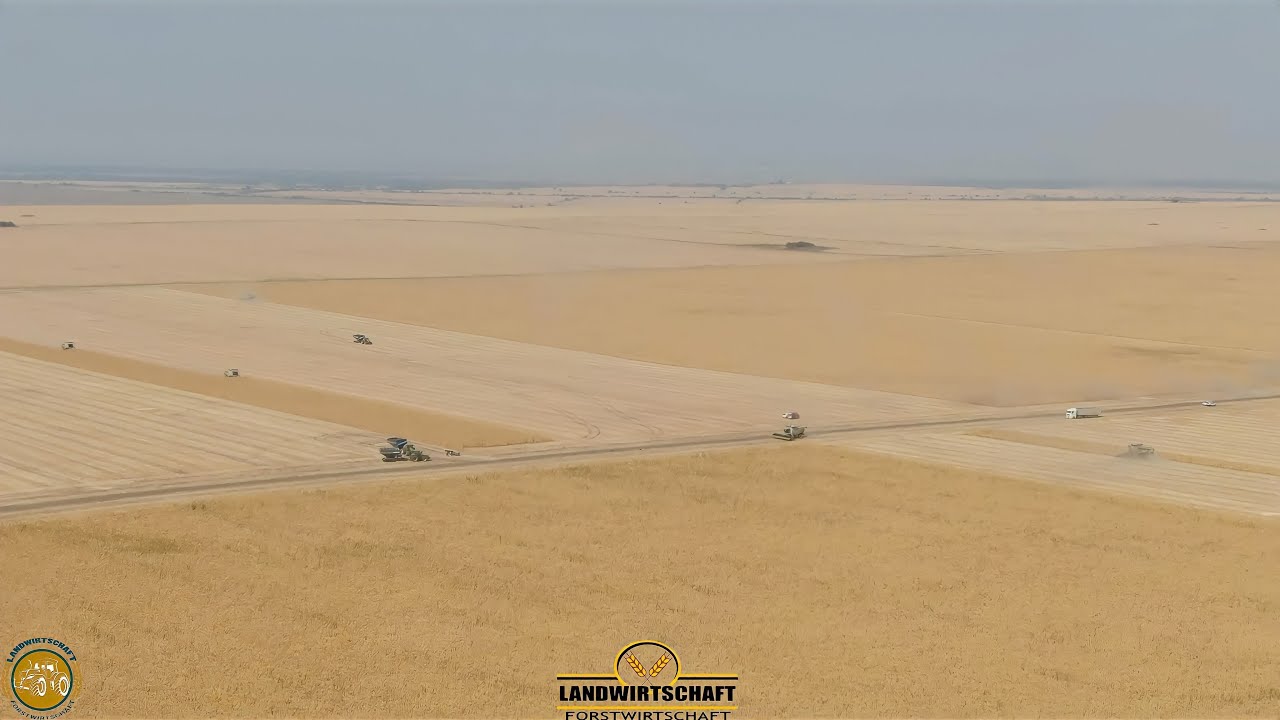 16 Reihen Mais auf einmal der 12M Maispflücker im Einsatz 1400ha Körnermais LU Westhoff im Lohn 2023