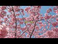 【Playlist】春vibes🌸［洋楽プレイリスト］