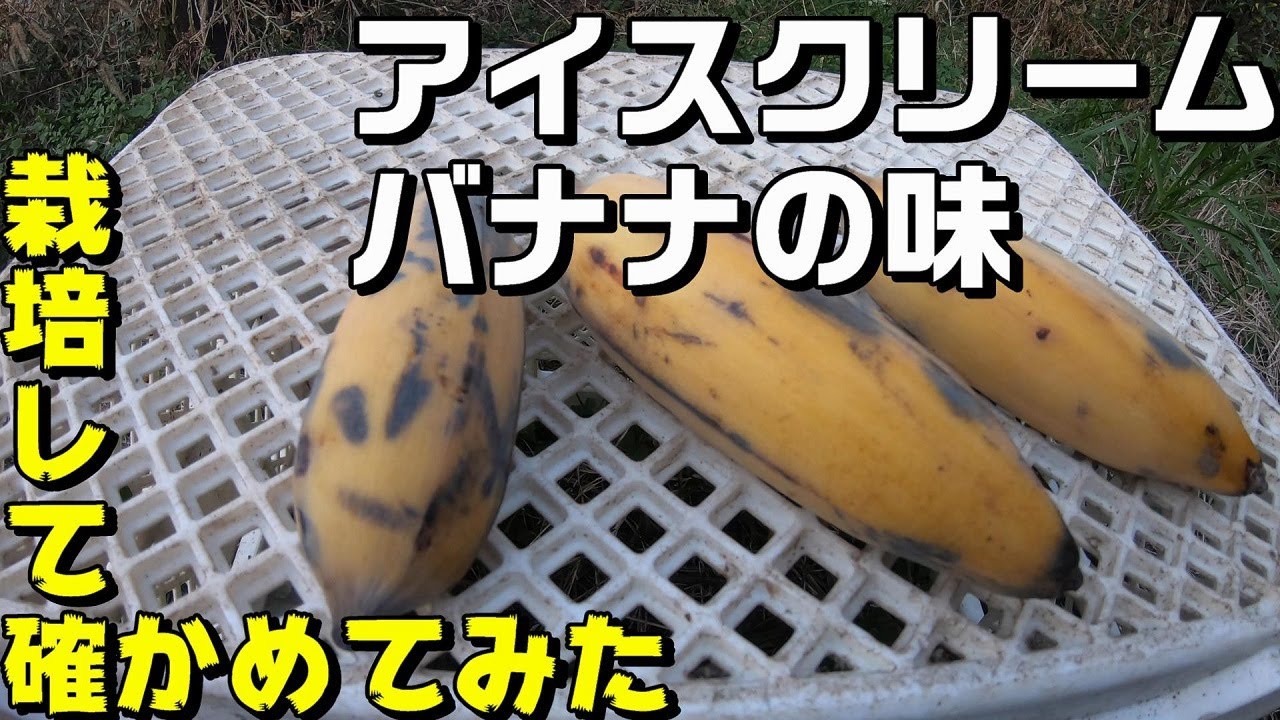 アイスクリームバナナの味を２年育てて確かめてみた Youtube