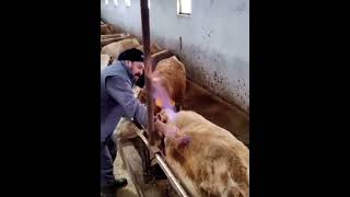 Amazing! Explosive Cow’s gas is lit on fire #satisfyingvideos #shorts #cows