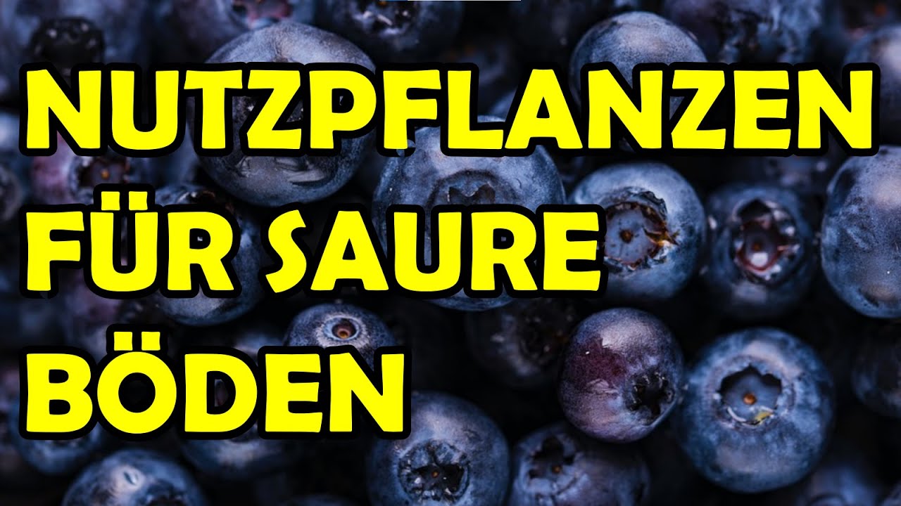 Nutzpflanzen welche gerne in saurer Erde bzw. sauren Böden wachsen