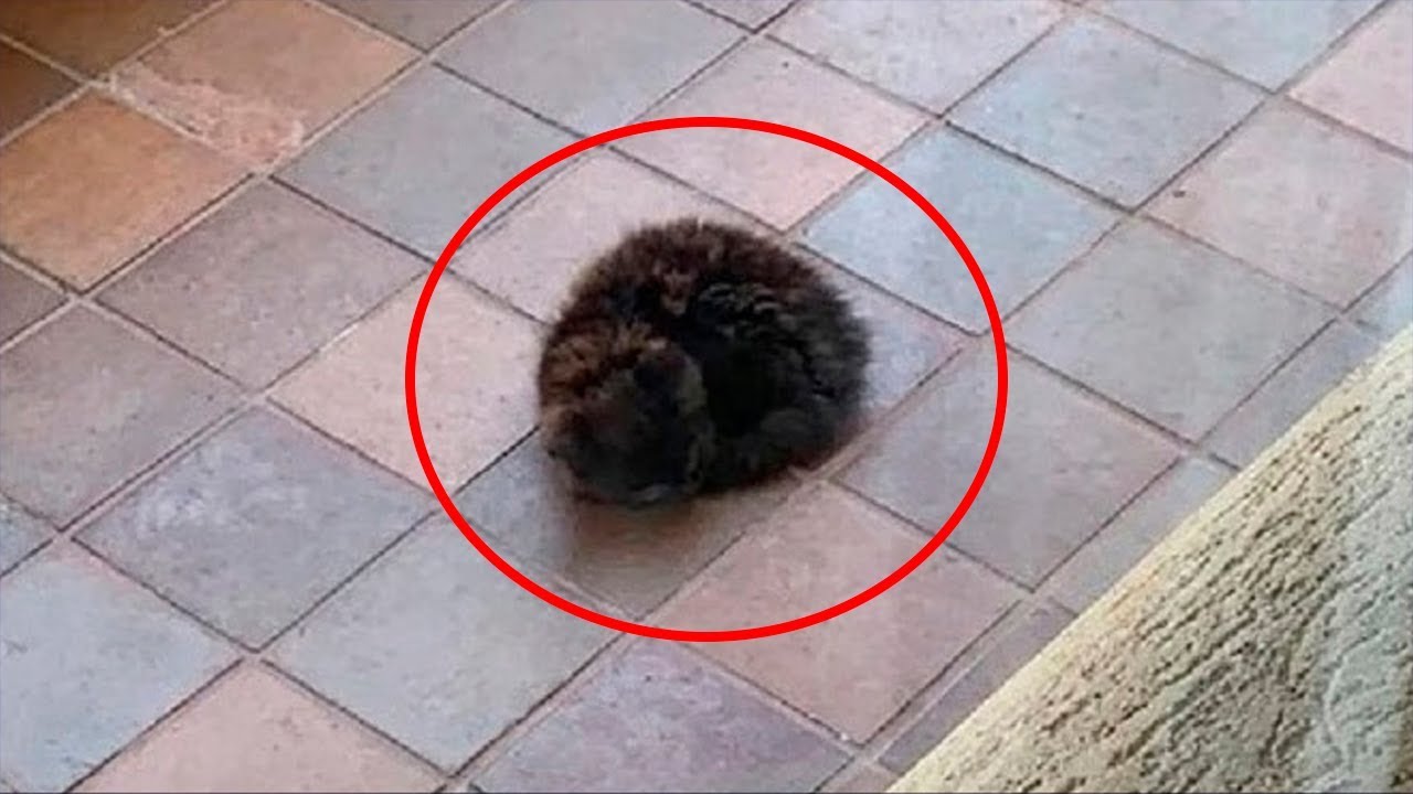 Открыв дверь, женщина увидела худенького котёнка. Он неподвижно лежал ...