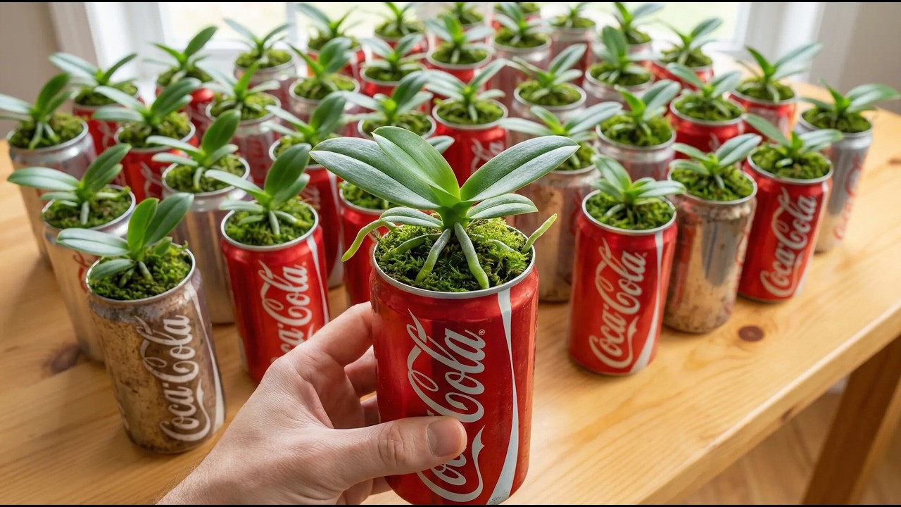 A miraculous method to quickly revive orchids overnight using Coca-Cola.
