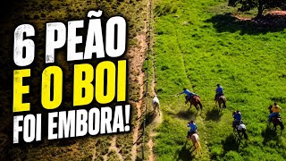 O BOI HUMILHOU 6 PEÃO E SUMIU NO MATO! 😂🐂