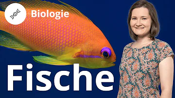 In welcher Gruppe gehören die Fische?