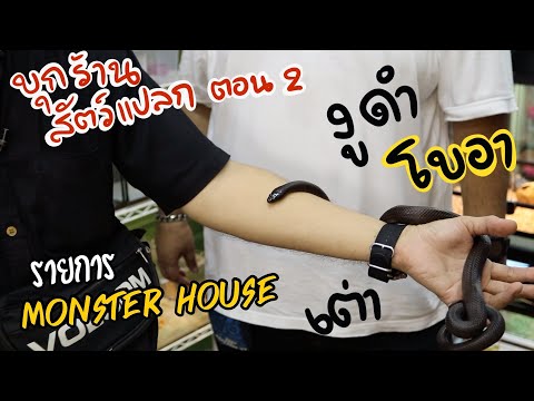 บุกร้านสัตว์แปลก ตอนที่ 2 ดูโบอา งูดำ เต่า