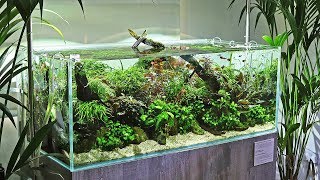 Scaped Nature - A Unique and Beautiful Aquascaping Store - Full Tour