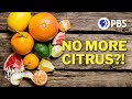 How This Disease Could Wipe Out Citrus...Unless We Stop It