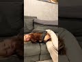 Спать хочу А вы тоже такие сони амелька Amelka амелькакарамелька Спать хочу А вы тоже такие сони амелька Amelka амелькакарамелька