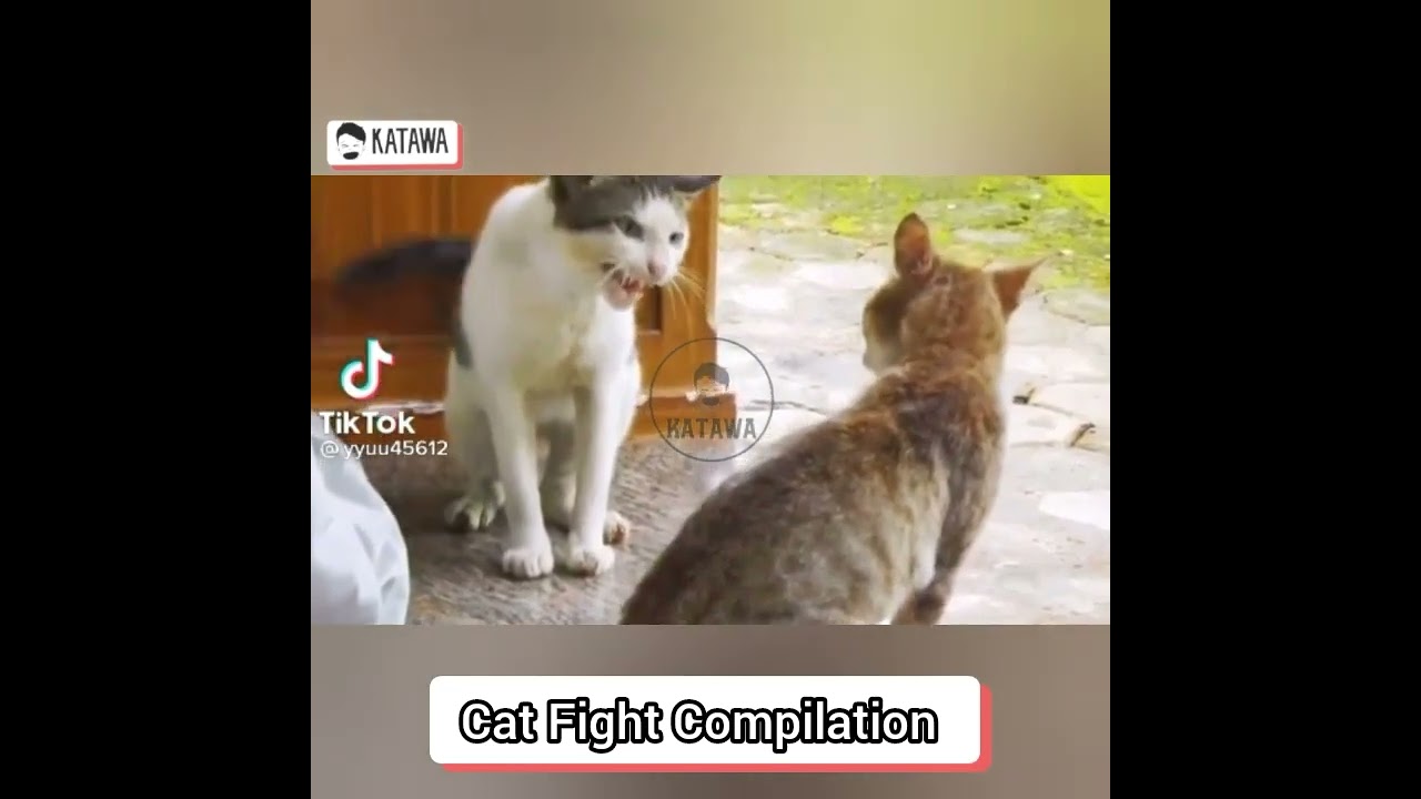 Cat Fight Compilation | KATAWA