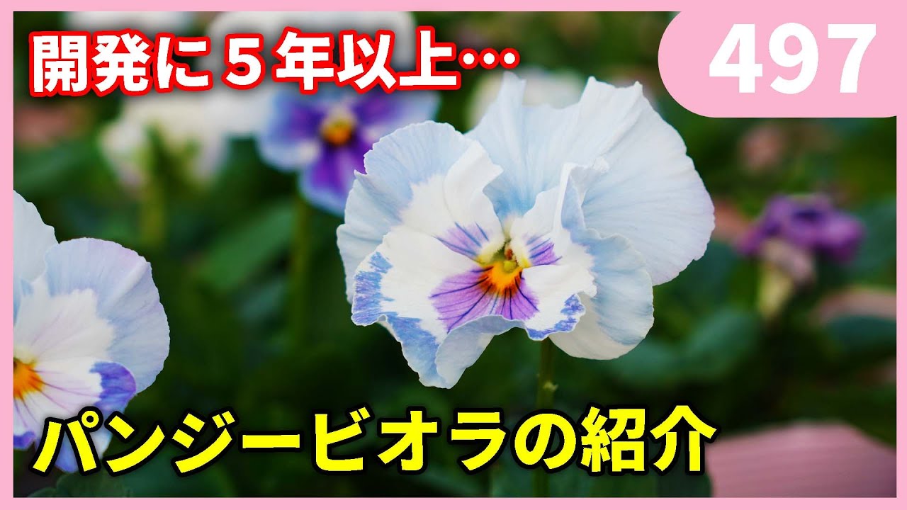 Pansy Viola] Jolly Ange Jolly Jolly Introduction by Gardening