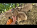 How to Befriend a Capybara (markiplier died)