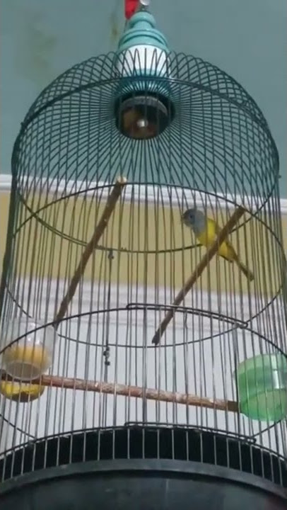 Sikatan Kepala Abu abu Gacor #short #burung #lombaburung