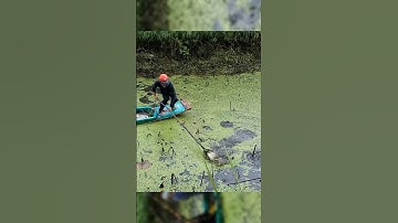 Fish | Kích Cá Khủng Miền Tây #kichca #fish #shorts