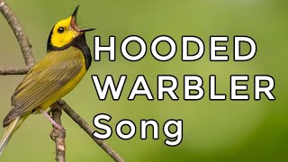 Hooded Warbler Song & Call: Learn how to ID this beautiful bird!