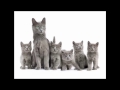 Nebelung Cat and Kittens | History of the Nebelung Cat Breed の動画、YouTube動画。