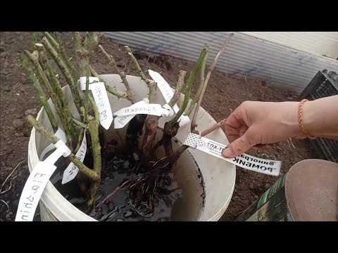 💁🌹 Обязательно сделайте