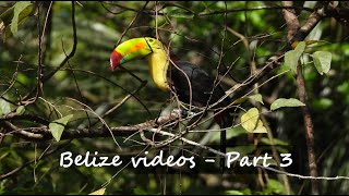 Belize videos  Part 3  Crystal Paradise Resort